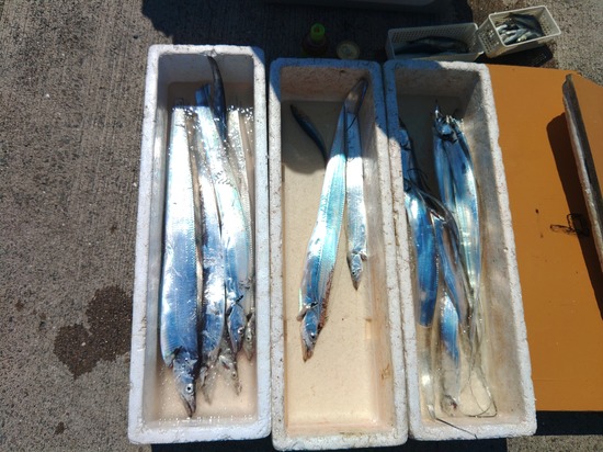 石定丸の釣果 2024年9月 5日 掲載