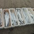 本日の釣果