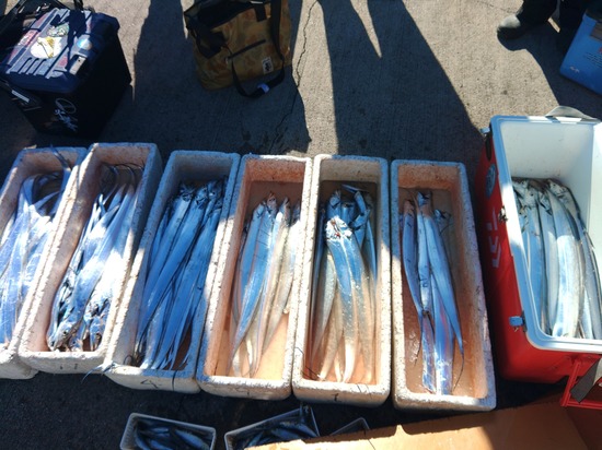 石定丸の釣果 2025年11月22日 掲載