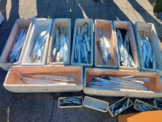 石定丸の釣果 2025年11月29日 掲載