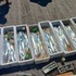 本日の釣果