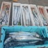 本日の釣果