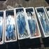 本日の釣果